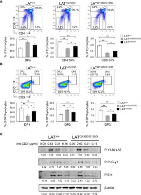 Mutation of the glycine residue preceding the sixth tyrosine of the LAT adaptor severely alters T cell development and activation